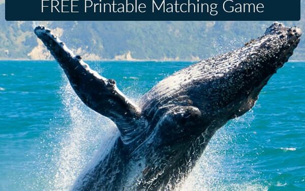 FREE Types of Whales Matching Game